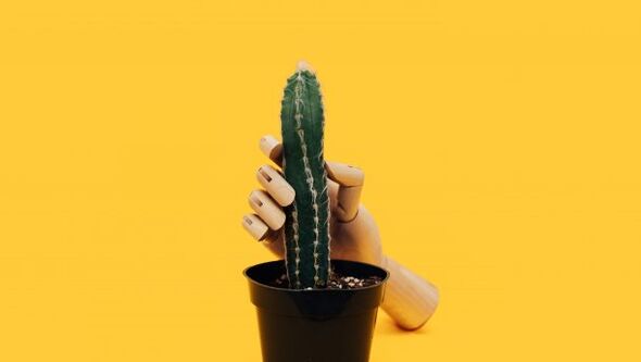 Hrúbka penisu na príklade kaktusu