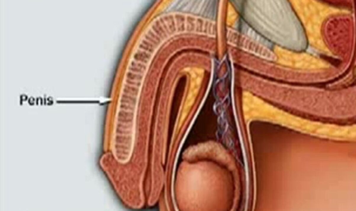 štruktúra penisu a spôsob jeho zväčšenia
